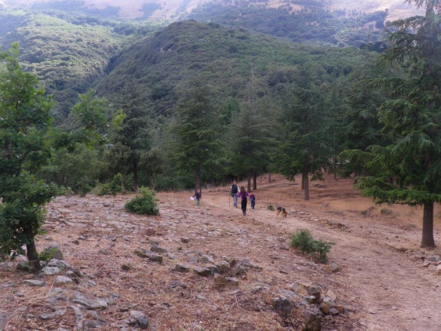  En el bosque de Madonie 